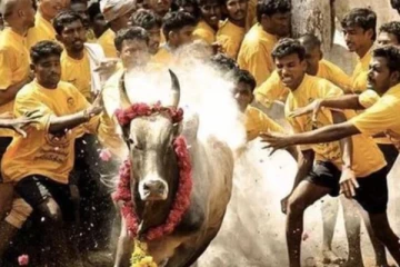 ‘’ மிரட்டும் காளைகள் , மிரள வைக்கும் காளையர்கள் ‘’  : அவனியாபுரத்தை தொடர்ந்து பாலமேட்டில் தொடங்கியது ஜல்லிக்கட்டு போட்டி