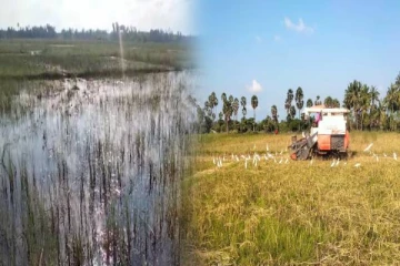 யாழில் நெற்செய்கை அழிவடையும் நிலை ; விவசாயிகள் கவலை