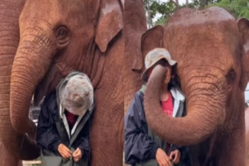 பராமரிப்பாளரை மழையிலிருந்து பாதுகாக்கும் யானைகள்: வைரல் காணொளி