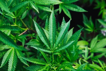 கஞ்சா ஏற்றுமதி குறித்த பிரேரணை நாடாளுமன்றில் நிறைவேற்றம்