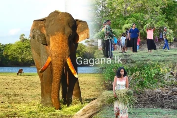 අග්බෝ ඇතාට කෑම අරන් ගොවියෝ බලන්න යයි..තුන්වෙනි වරටත් සිදු වූ දේ මෙන්න.(VIDEO/PHOTOS)