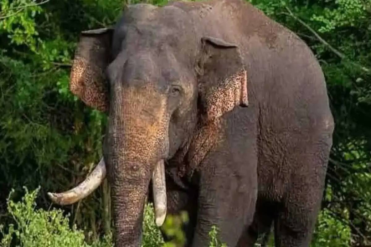 காவன்திஸ்ஸ யானைக்கு துப்பாக்கிச் சூடு நடத்திய சந்தேகத்தில் ஒருவர் கைது | One Person Arrested Shooting Kavanthissa Elephant