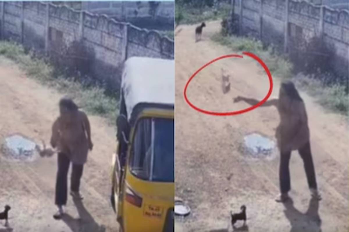 குட்டி நாய்களை சுவற்றில் வீசி சித்திரவதை செய்யும் பெண் - பதற வைக்கும் காட்சி | Woman Puppies Throwing A Wall Viral Video