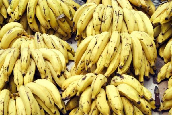 யாழ்ப்பாண வாழைப்பழங்களுக்கு வந்த மவுசு! | Export Of Jaffna Bananas To Dubai Market
