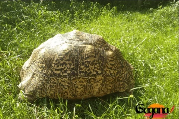 මීගමුවේ වෙරළට පැමිණි අමුත්තෝ [Photo]