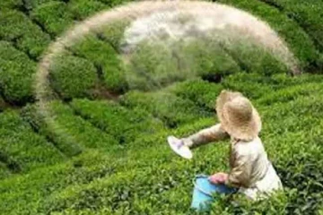 QR ක්‍රමය හරහා තේ පොහොර බෙදා හැරීමේ මාස 6ක ප්‍රගතිය 2024/2025 වසර අභිබවා යයි