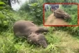 වනඅලි ගැන තවත් සංවේදී පුවතක් - අනාරක්ෂිත විදුලි රැහැනක් අලි දෙදෙනකුට මරු කැඳවයි