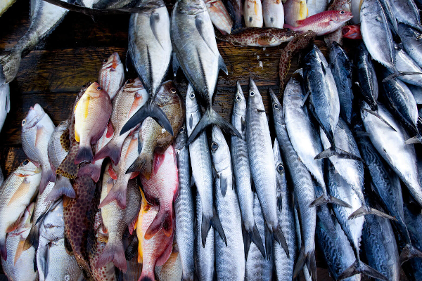யாழில் மீன்களின் விலையில் திடீரென வீழ்ச்சி! | A Sudden Fall In The Price Of Fish In Yali