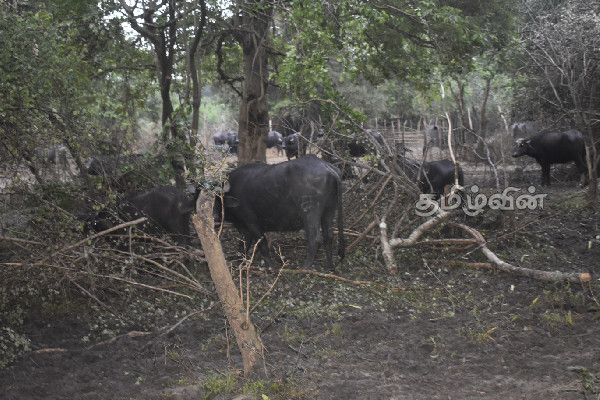 கடுமையான வெள்ளப்பெருக்கினால் கால்நடைகள் உயிரிழப்பு | Animals Killed In Severe Flood கடுமையான வெள்ளப்பெருக்கினால் கால்நடைகள் உயிரிழப்பு | Animals Killed In Severe Flood