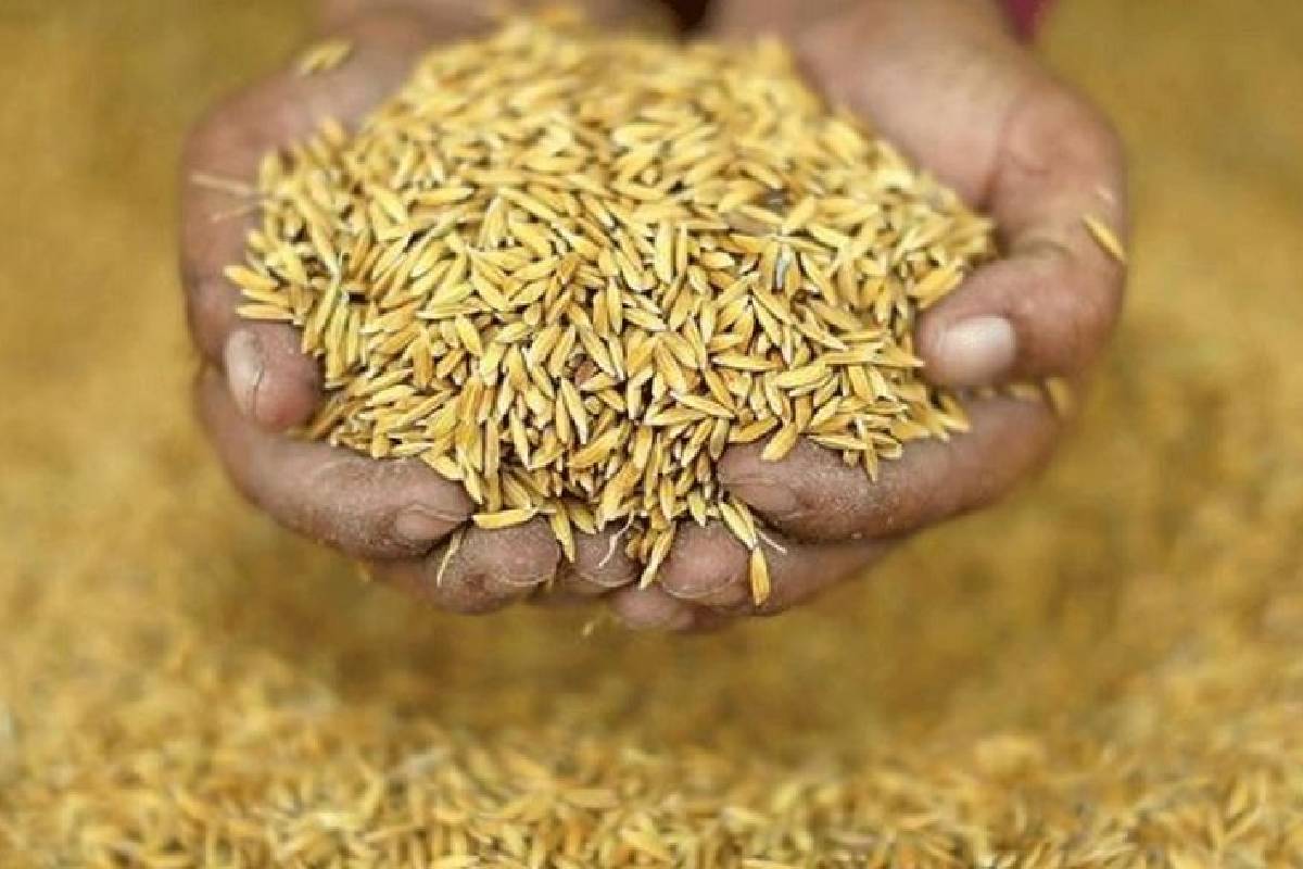 அரசின் வாக்குறுதிகள் நிறைவேறவில்லை: விவசாயிகள் குற்றச்சாட்டு | Farmers Allege Price Of Paddy Has Also Fallen அரசின் வாக்குறுதிகள் நிறைவேறவில்லை: விவசாயிகள் குற்றச்சாட்டு | Farmers Allege Price Of Paddy Has Also Fallen