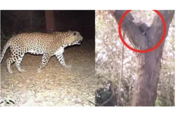 Viral Video : கிராமத்தில் நுழைந்த சிறுத்தை... - அலறி ஓடிய மக்கள்...!