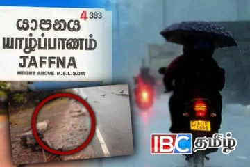 யாழ். வடமராட்சி பகுதியில் இறந்த நிலையில் இருக்கும் கால்நடைகள்