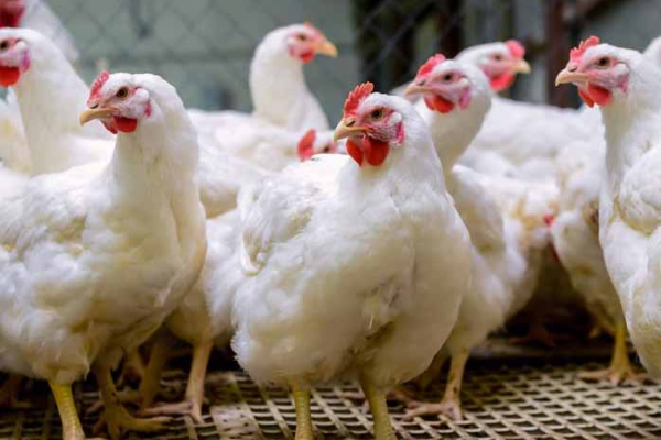 இயற்கை அனர்த்தங்களால்15 இலட்சம் கோழிகள் உயிரிழப்பு | 150 000 Chickens Died Due To Natural Disasters