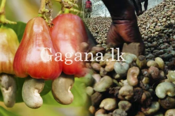 කජු ලෙල්ලට රජයෙන් දුන් වටිනාකම.