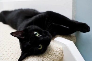 ஒரு நாள் மேயராக மாறிய பூனை... அமெரிக்காவில் நடந்த விசித்திரம்!