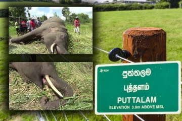 மின்சார வேலியில் சிக்கி இறந்த கொம்பன் யானை: காணி உரிமையாளர் கைது