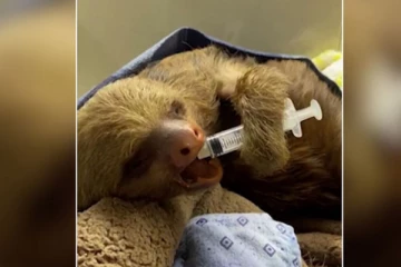 இரத்த சோகை குறைபாட்டுடன் மீட்கப்பட்ட கரடி