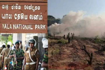 யால வனப்பகுதியில் சுற்றிவளைக்கப்பட்ட கஞ்சா தோட்டம்