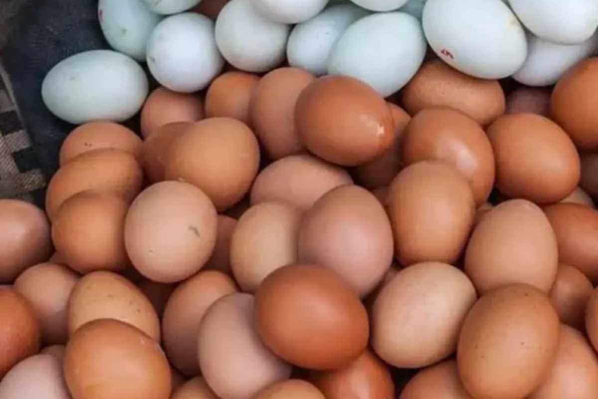 நாளை முதல் முட்டை விலையில் ஏற்படப்போகும் மாற்றம் | Increase The Selling Price Of Egg நாளை முதல் முட்டை விலையில் ஏற்படப்போகும் மாற்றம் | Increase The Selling Price Of Egg
