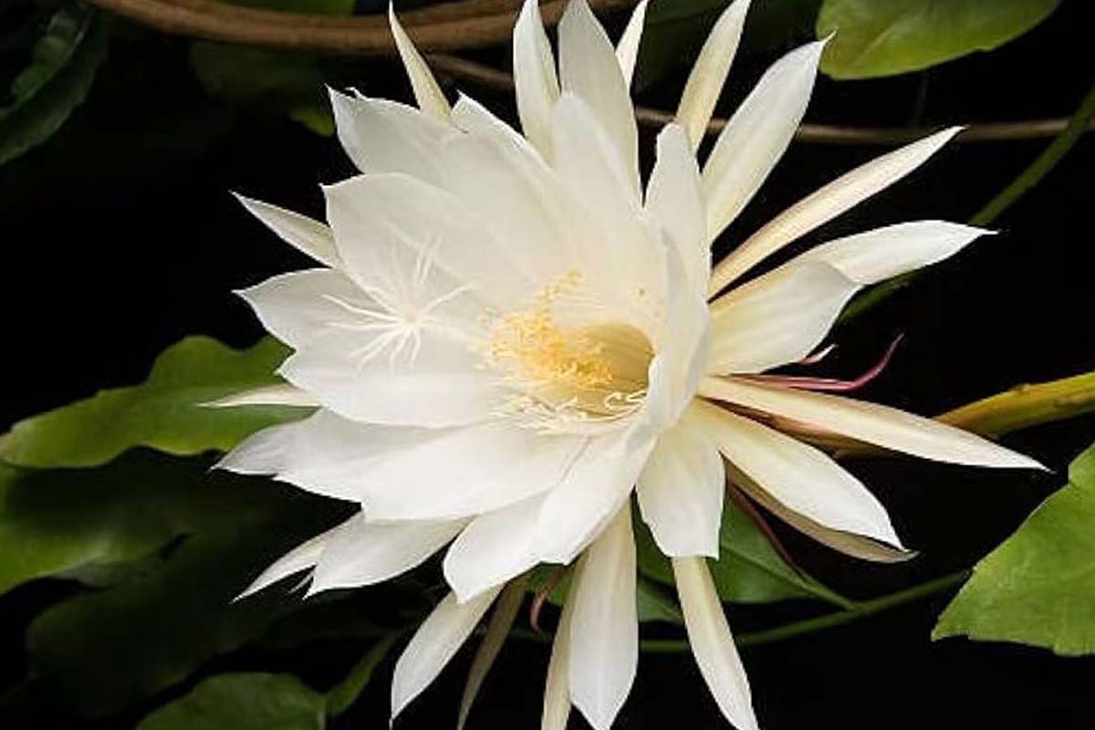 அதிர்ஷ்டத்தை வீட்டிற்கு கொண்டுவரும் அதிசய பூ... ஏற்காடில் பூத்த பிரம்ம கமல பூ | Brahma Kamalam Flower That Bloomed In People Pooja