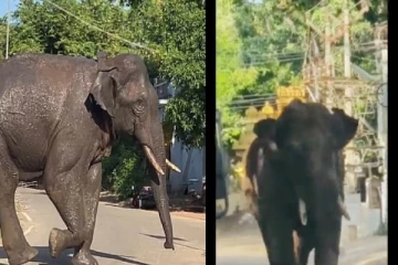 18 பேரை கொன்ற அரி கொம்பன் யானை - மீண்டும் ஊருக்குள் புகுந்து அட்டகாசம்!