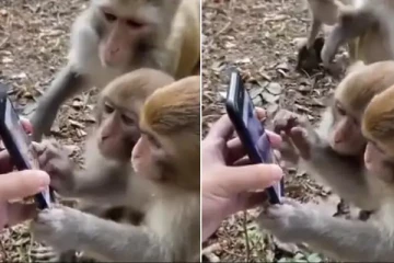 செல்போனுக்குள் மூழ்கிப்போன குரங்குகள்: தீயாய் பரவும் வீடியோ காட்சி!