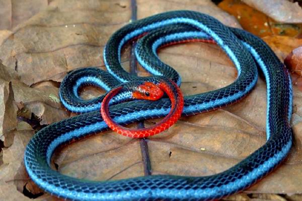 ஒய்யாரமாக ஓய்வெடுக்கும் Blue Coral Snake... அழகை பார்த்து கிட்ட போயிடாதிங்க! | Rare Blue Coral Snake Video Viral