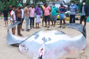 திருகோணமலையில் மீனவர்களுக்கு அடித்த அதிர்ஷ்டம் (Photo)