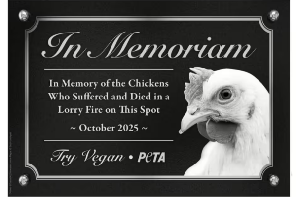 கறிக்கோழிகளுக்கு நினைவிடம் கோரிய PETA அமைப்பு: அரசின் பதில் | Peta Request Rejected For Memorial To Chickens கறிக்கோழிகளுக்கு நினைவிடம் கோரிய PETA அமைப்பு: அரசின் பதில் | Peta Request Rejected For Memorial To Chickens