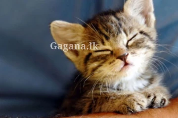 ඔයත් පූස් පැටවුන්ට ගොඩක් ආදරය කරන කෙනෙක් ද?. එහෙනම් මේ සතුටු හිතෙන ආරංචිය ඔයාට..