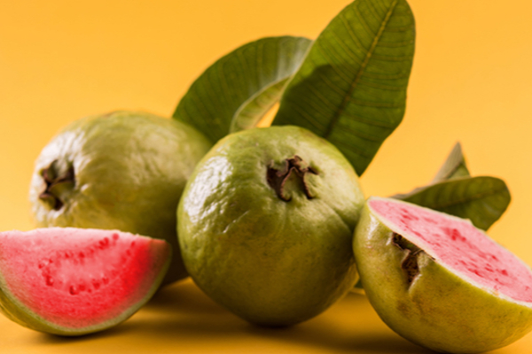 கொய்யா இலையால் இந்த நோயை தீர்க்கலாமா! | Guava Leaves Can Cure This Disease