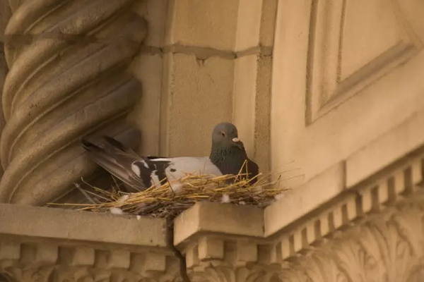 இதெல்லாம் உங்கள் வீட்டில் இருந்தால் துரதிஷ்டம் ஏற்படுமாம் ; உடனே அகற்றி விடுங்கள் | Having These Items In Your Home Can Bring Bad Luck இதெல்லாம் உங்கள் வீட்டில் இருந்தால் துரதிஷ்டம் ஏற்படுமாம் ; உடனே அகற்றி விடுங்கள் | Having These Items In Your Home Can Bring Bad Luck