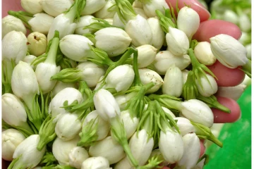 மளமளவென ஏறிய மல்லிகை விலை.. கிலோ எவ்வளவு தெரியுமா?