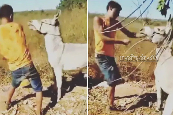 தன்னை தாக்கியவரை பழிக்குப் பழி வாங்கிய கழுதை! இறுதியில் காத்திருந்த பேரதிர்ச்சி | Man Beats Up Donkey Gets Instant Karma Netizens