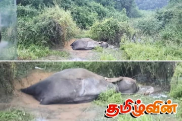 செட்டிகுளம் - மன்னார் வீதியில் டிப்பருடன் யானை மோதி விபத்து