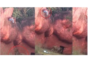 பூங்காவில் வேண்டுமென்று சிங்கத்தை சீண்டி தொந்தரவு செய்த இளைஞர் - அடுத்து நடந்தது என்ன? பரபரப்பு வீடியோ