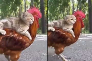 ஒய்யாரமாக சேவல் மீது ஏறி சவாரி செய்யும் பூனைக்குட்டி - மில்லியன் பார்வையாளர்களை வியக்க வைத்த காட்சி!