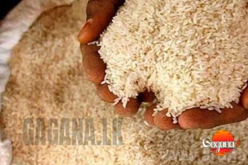 කීරි සම්බා හිඟය ඉහළට