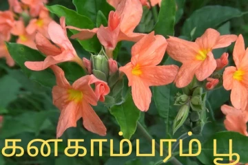 இலங்கையை தாயகமாக கொண்ட கனகாம்பரம்! மருத்துவ ரகசியங்கள்