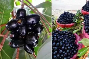 நாவல் பழத்தை சாப்பிடுவதால் கிடைக்கும் நன்மைகள் என்ன தெரியுமா?