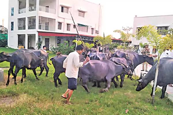அண்ணாமலை பட பாணியில்.., எருமை மாடுகளை எம்எல்ஏ அலுவலகத்திற்கு கொண்டு வந்த நபர் | He Person Who Brought Buffaloes To Mla S Office