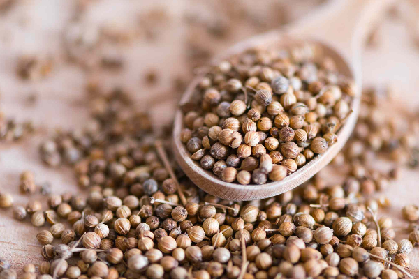 இந்த ஒரு விதையை சாப்பிட்டா  இரத்த சர்க்கரை அளவு ஏறுன வேகத்தில் குறைஞ்சிடும்! எப்படி தெரியுமா? | Benefits Of Coriander Seed