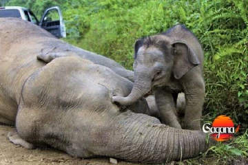 වන අලි ගැන ඇහෙන කණගාටුදායක ආරංචියක්