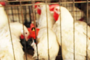 කුකුළු මස් මිල පහළට