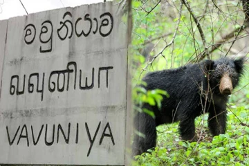 வவுனியாவில் கரடி தாக்கியதில் குடும்பஸ்தர் படுகாயம்