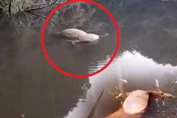 ගෝනුන්ගේ සිරුරු රැසක් නානුඔයේ පාවෙයි