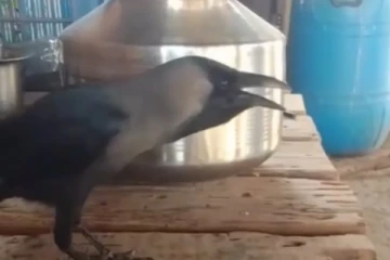 மனிதர்களை போல பேசும் காகம் ; வைரலாகி வரும் வீடியோ