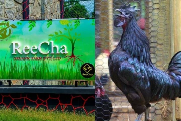 கருங்கோழி வளர்ப்பில் அசத்தும் Reecha Organic Farm!