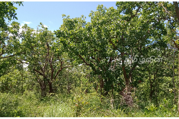 பண்டாரவன்னியனின் குதிரை மேச்சல் தரை அழிந்துவரும் ஆபத்தில் : அழிவிலிருந்து தடுக்கப்படுமா | Bandara Vanniyan Kuthirai Meaichchal Tharai