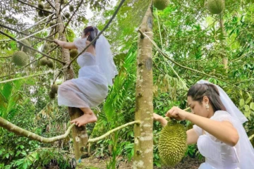 මංගල ඇඳුමින් දූරියන් කැඩීමට ගසට නැග්ග මනාලිය - සමාජ මාධ්‍ය කැළඹූ ඡායාරූප පෙළ..(PHOTOS)